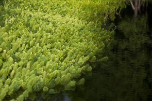 水生植物池的季节性维护