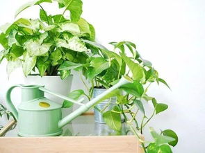 室内植物季节性养护指南