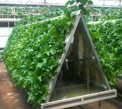 无土栽培蔬菜的技术与设备