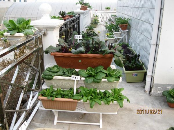 蔬菜园艺的季节性作物规划