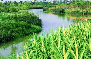 水生植物与水族景观设计