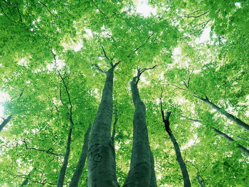 树木生态价值与保护措施