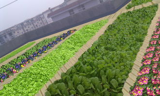 屋顶蔬菜园艺的结构要求