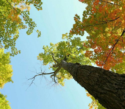 树木的生长习性与养护知识