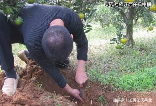 树木种植后的土壤管理方法