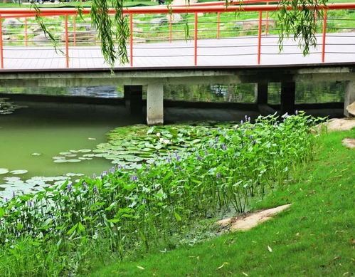 构建家庭水生植物生态池的建议