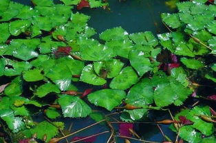 水生植物池的季节性维护措施