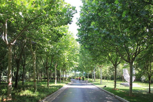 城市园林中树木的选择与种植技术