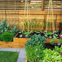 屋顶菜园建设方法